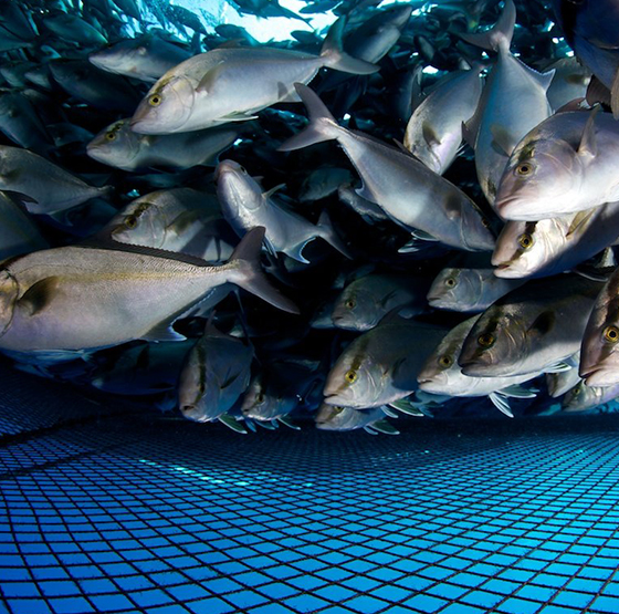 Indústria da Aquicultura